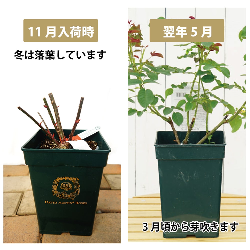 楽天市場 バラ苗 オリビア ローズ オースチン Er 大輪 イングリッシュローズ 6号ポット 大苗 四季咲き 強健 予約販売12 翌1月頃入荷予定 苗木部 ｂｙ 花ひろばオンライン