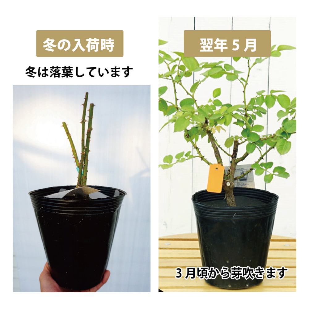 楽天市場 バラ苗 エリナ 大苗 木立バラ 四季咲き 黄色 薔薇 バラ苗木 Np 苗木部 ｂｙ 花ひろばオンライン