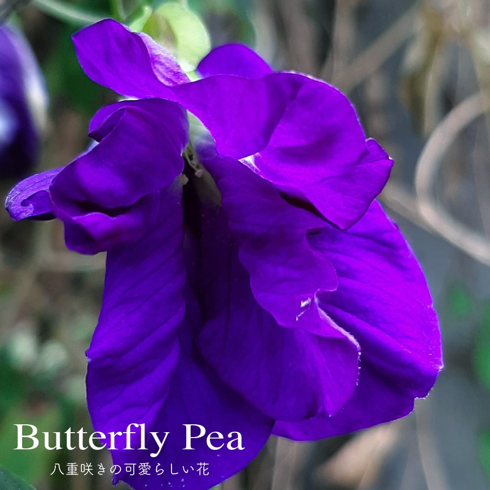 楽天市場 輸入種子 Thompson Morgan Clitoria Butterfly Pea クリトリア バタフライ ピー トンプソン モーガン Ivy