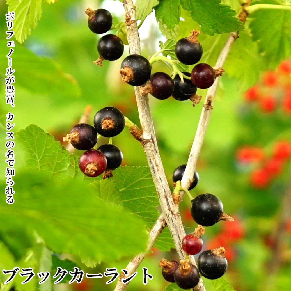 楽天市場 カシス ブラックカーラント ポット苗 果樹苗木 果樹苗 苗木部 ｂｙ 花ひろばオンライン