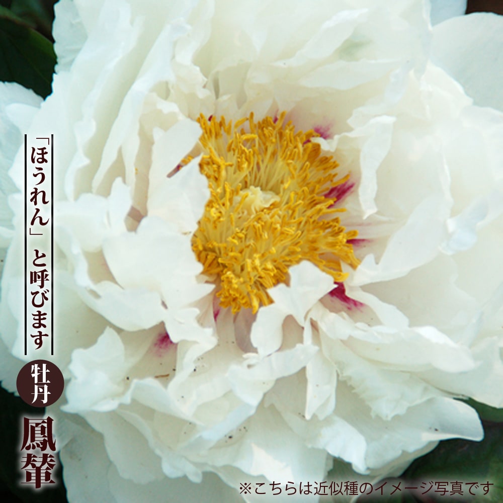 楽天市場 鳳輦 ホウレン 白色 牡丹 2年生 6号スリット苗 苗木部 ｂｙ 花ひろばオンライン