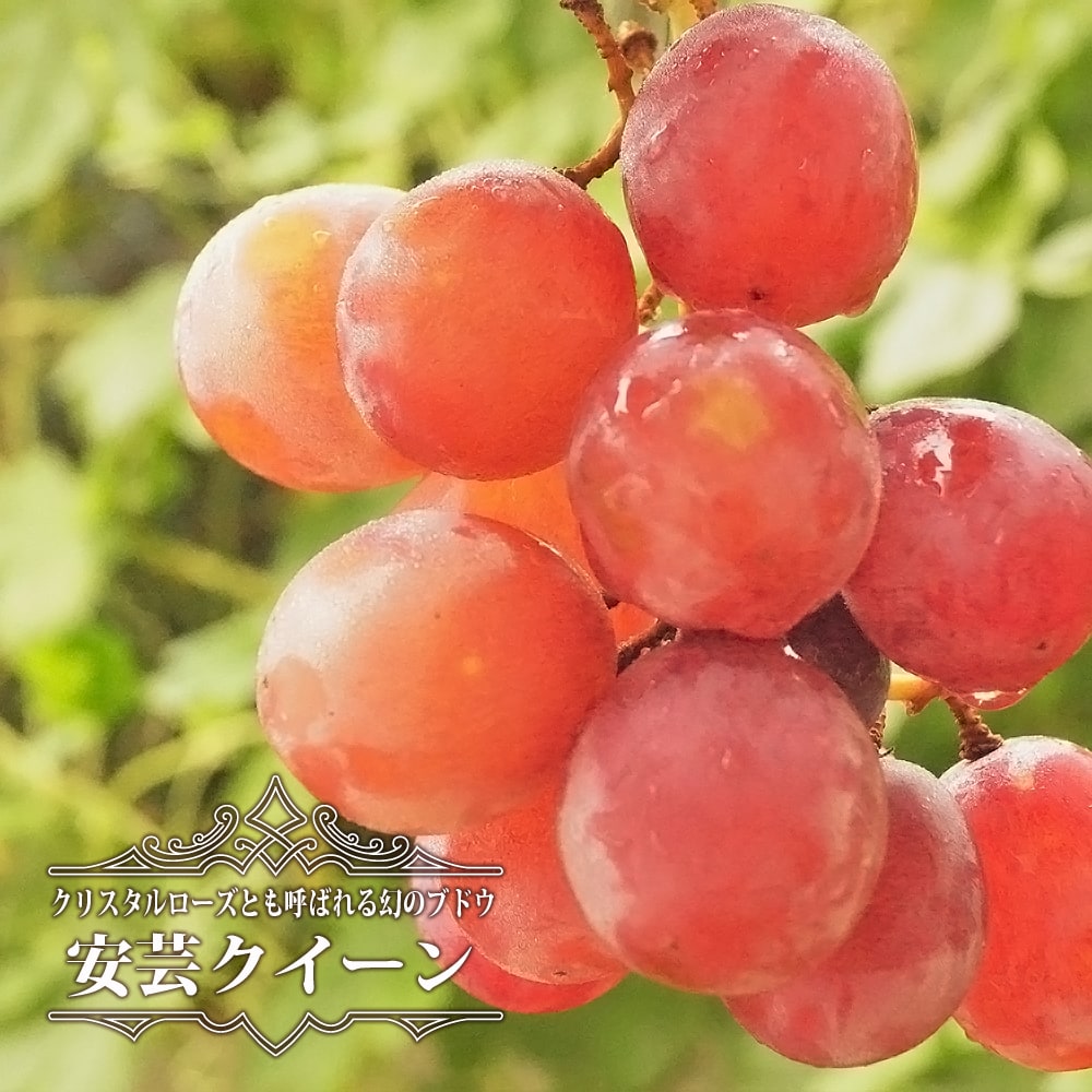 3年生接木大苗 赤ぶどう 安芸クイーン 産地で剪定済 ｂｙ 果物の苗物 1m苗 赤ぶどう ウィルスフリー 1 0m苗 苗物 苗木部 花 ひろばオンライン甘みの強さは巨峰ゆずり ジューシーでさわやかな味です