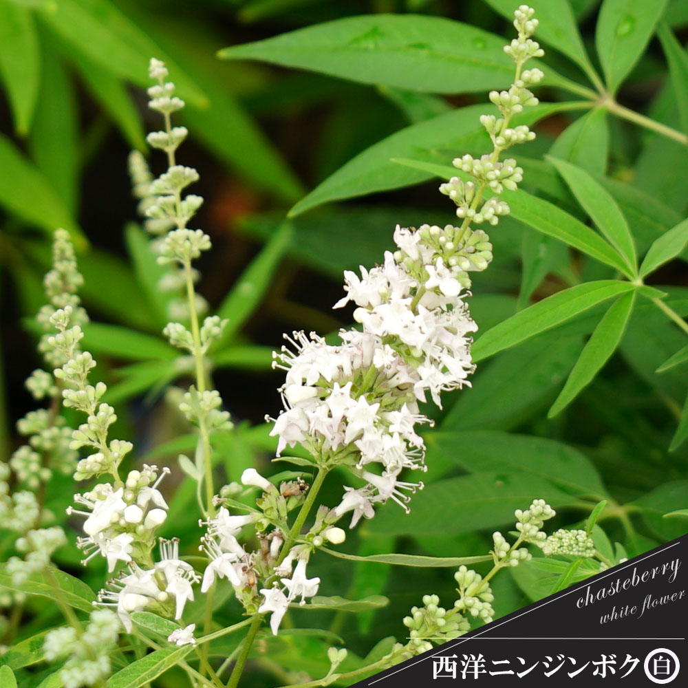 楽天市場 セイヨウニンジンボク白花 10号 大株 0 9 1 0m 落葉樹 庭木 千草園芸