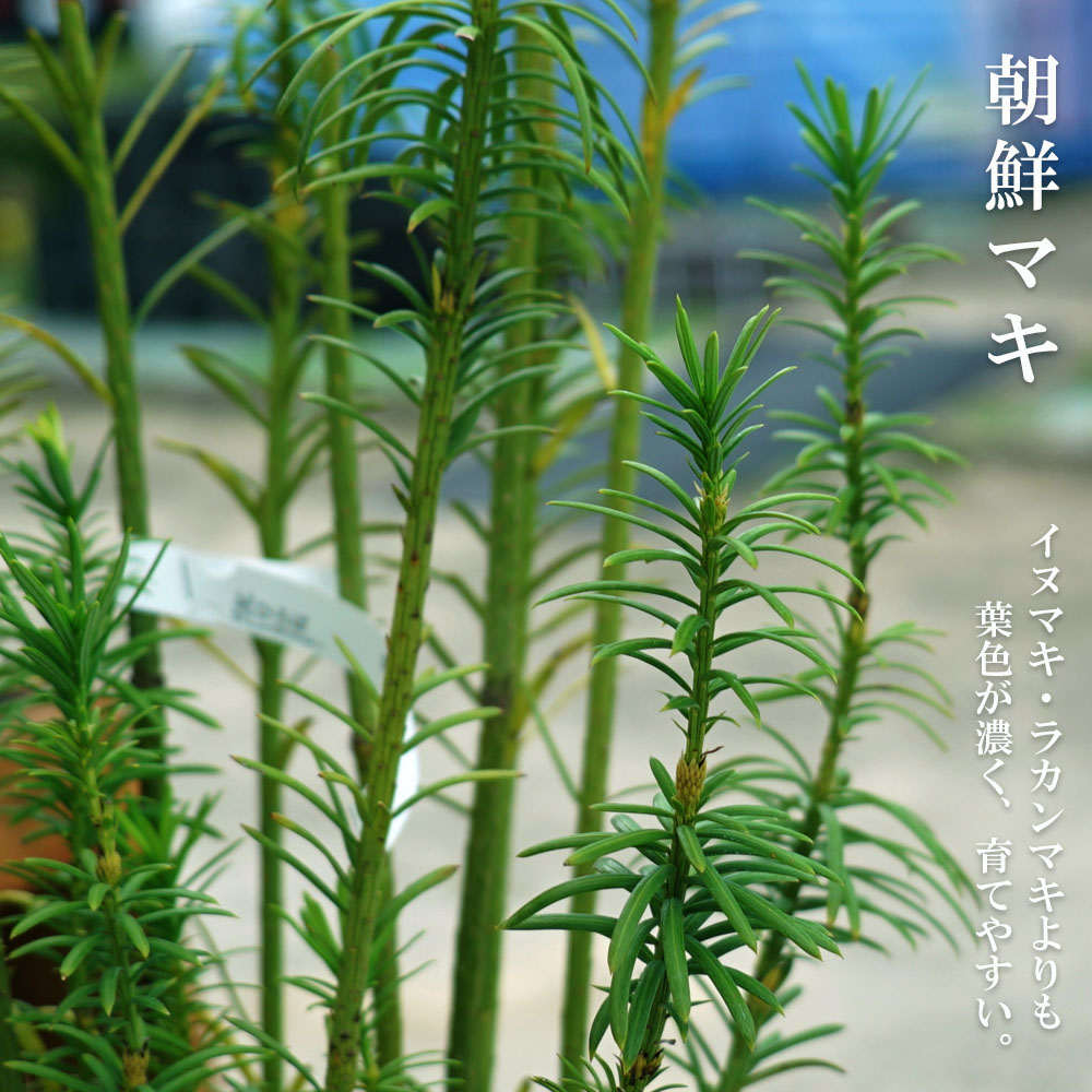 楽天市場 庭木 季節で分類できない常緑樹 マキノキ 朝鮮マキ 苗木部 ｂｙ 花ひろばオンライン