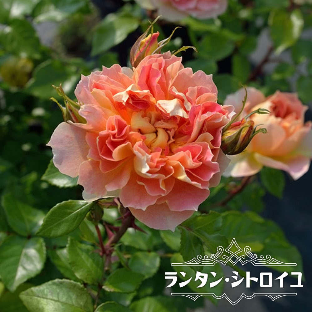 楽天市場】四季咲きバラ苗 【バランゴ】 2年生大苗 【予約販売】1月