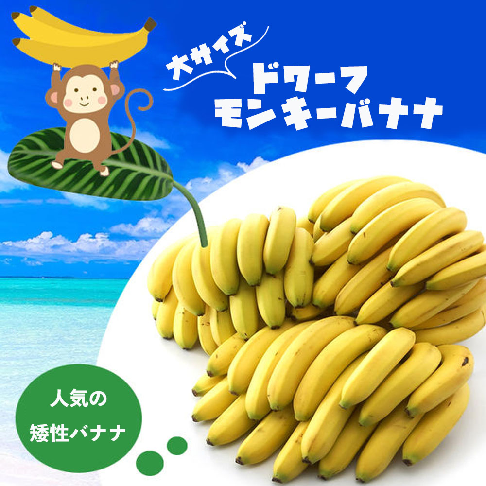 激安単価で ドワーフモンキーバナナ 株分け お歳暮