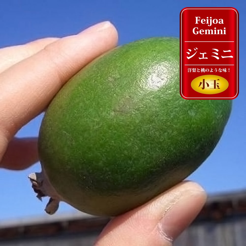 楽天市場 ジェミニ フェイジョア 1年生 接木苗 苗木部 ｂｙ 花ひろばオンライン