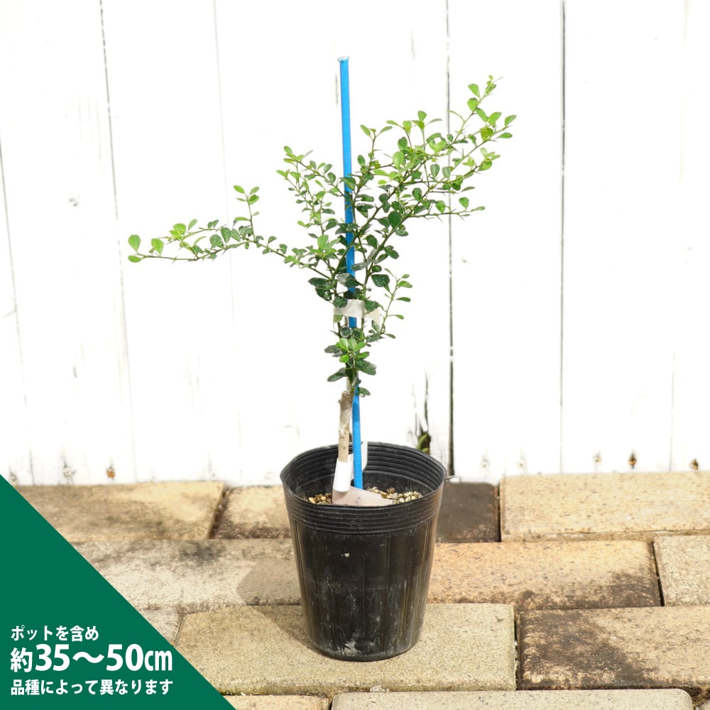 FPフィンガーライム パープルブリス 接木大株 実付き 6号鉢物全長70cm FPフィンガーライム パープルブリス 接木大株 実付き 6号鉢物