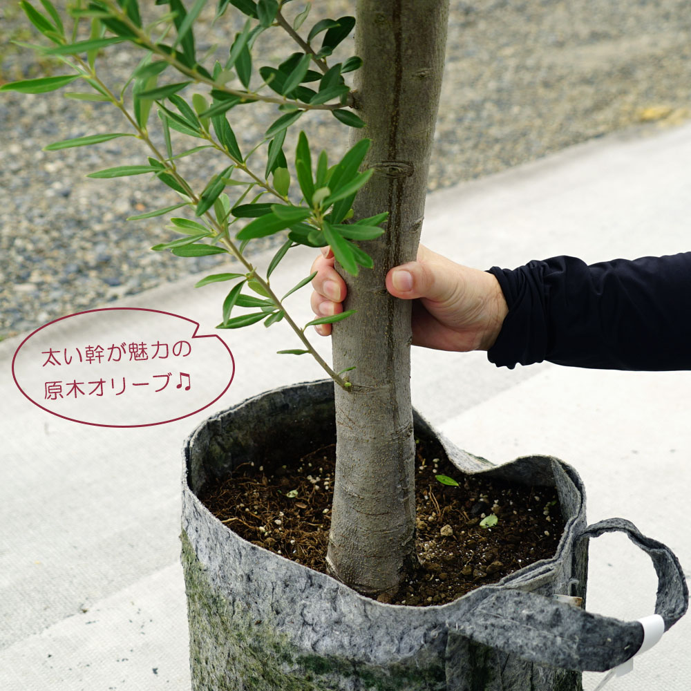 楽天市場 国産 オリーブ原木 現品1点物 オリーブの木 ルートポーチ植え シンボルツリー 苗木部 ｂｙ 花ひろばオンライン
