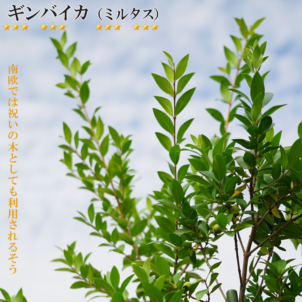 楽天市場 ギンバイカ ミルタス ポット大苗 西濃運輸お届け 北海道 沖縄 離島不可 苗木部 ｂｙ 花ひろばオンライン