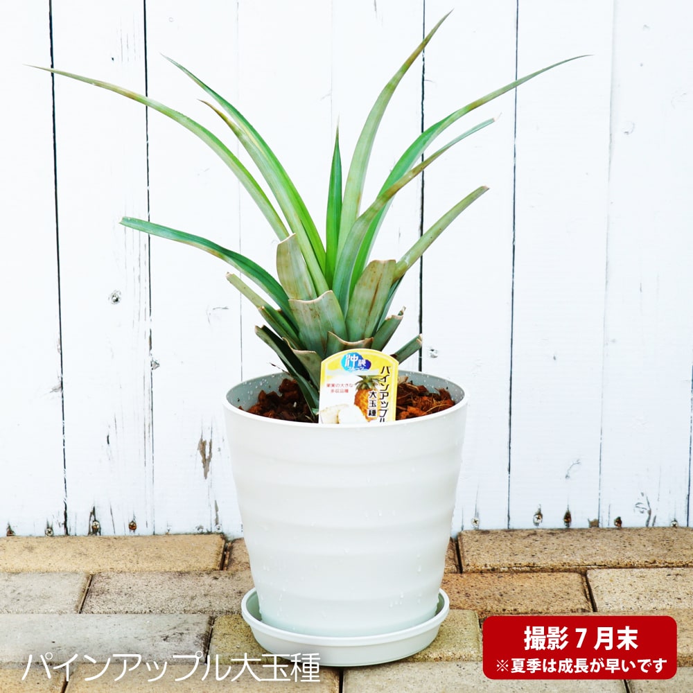 楽天市場 観葉植物に 大玉種 パインアップル フレグラーポット大苗 鉢植え 受け皿付き 沖縄県産 熱帯果樹 贈り物 苗木部 ｂｙ 花ひろばオンライン