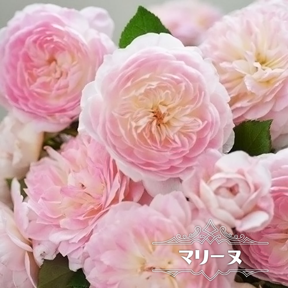 楽天市場 バラ苗 マリーヌ 大苗 河本バラ園 四季咲き ピンク 薔薇 バラ苗木 予約販売 12月 翌年1月中に順次入荷 苗木部 ｂｙ 花ひろばオンライン