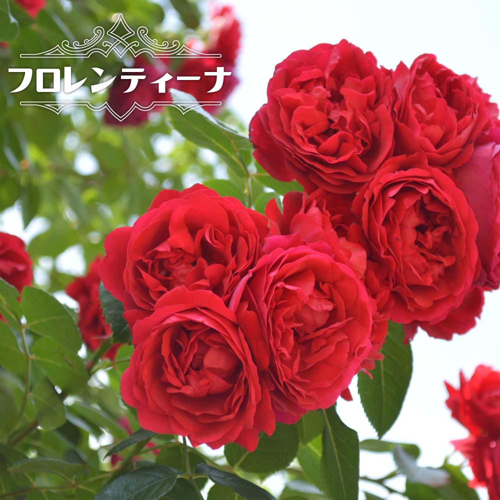 楽天市場】【バラ苗】 フロレンティーナ 3年生長尺1.1m苗 【予約
