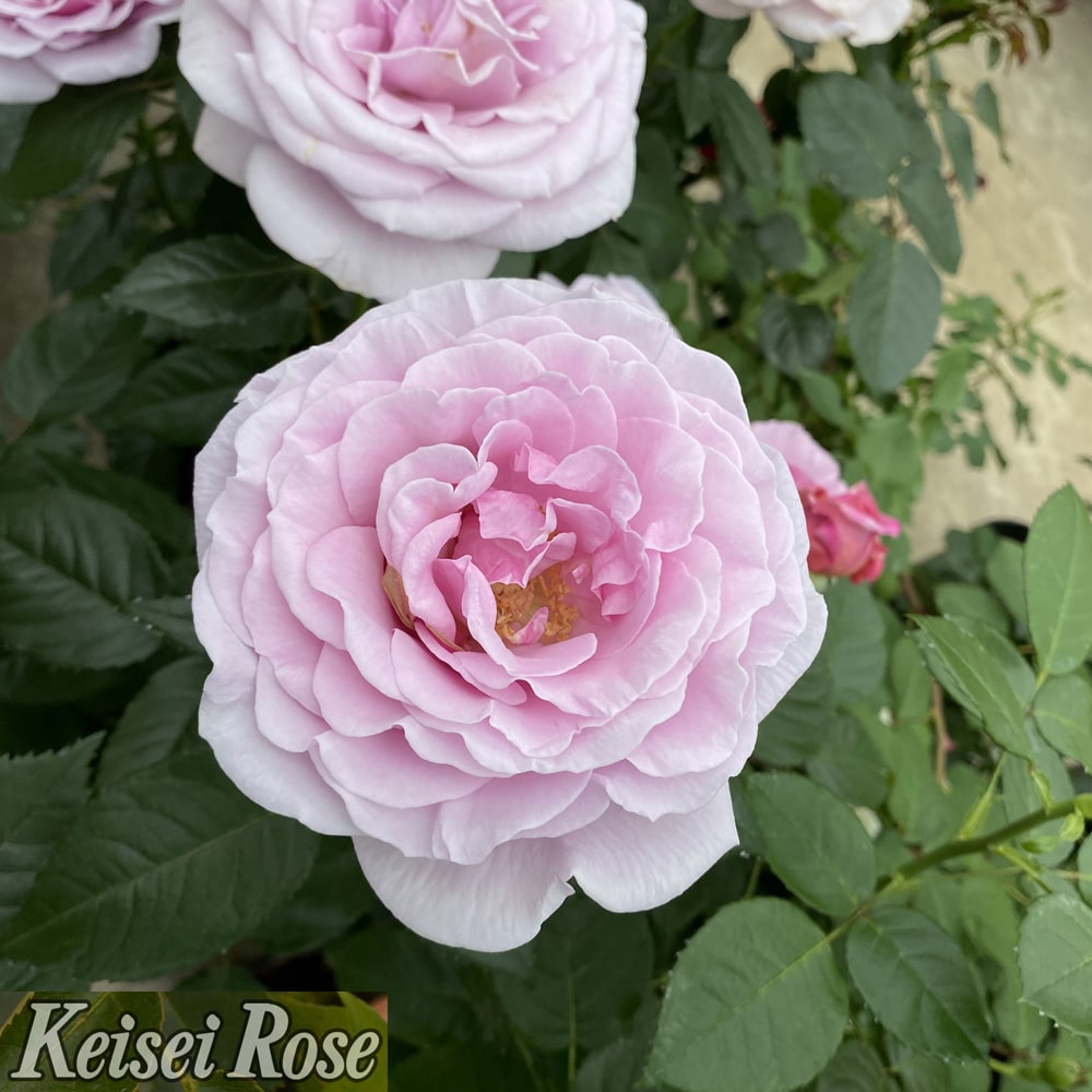 四季咲きつるバラ 長尺苗 登録品種