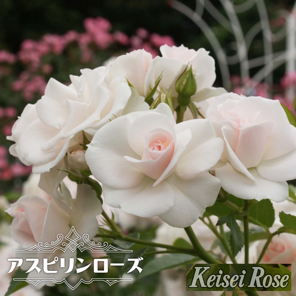 楽天市場】バラ 苗 京成 【ラベンダー メイディランド (修景バラ