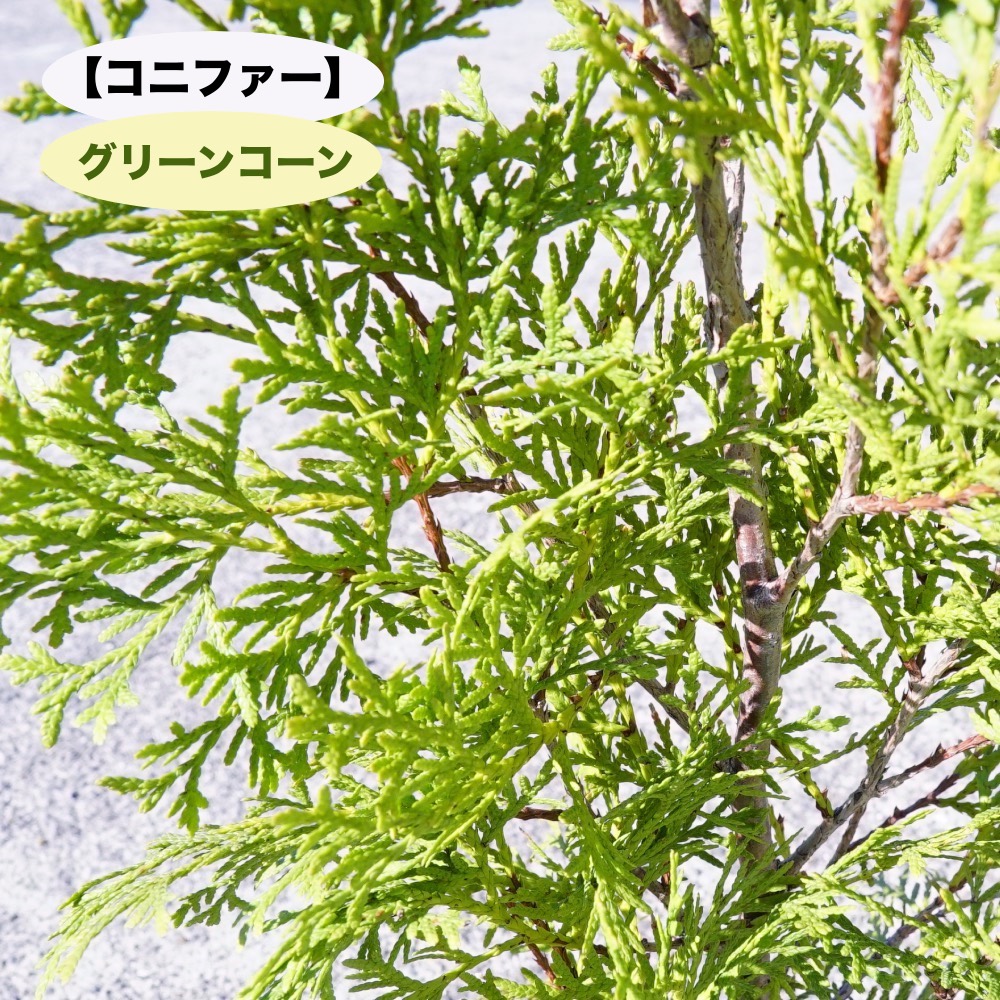 楽天市場 コニファー グリーンコーン 5号ポット苗 庭木 生垣 目隠し 苗木部 ｂｙ 花ひろばオンライン
