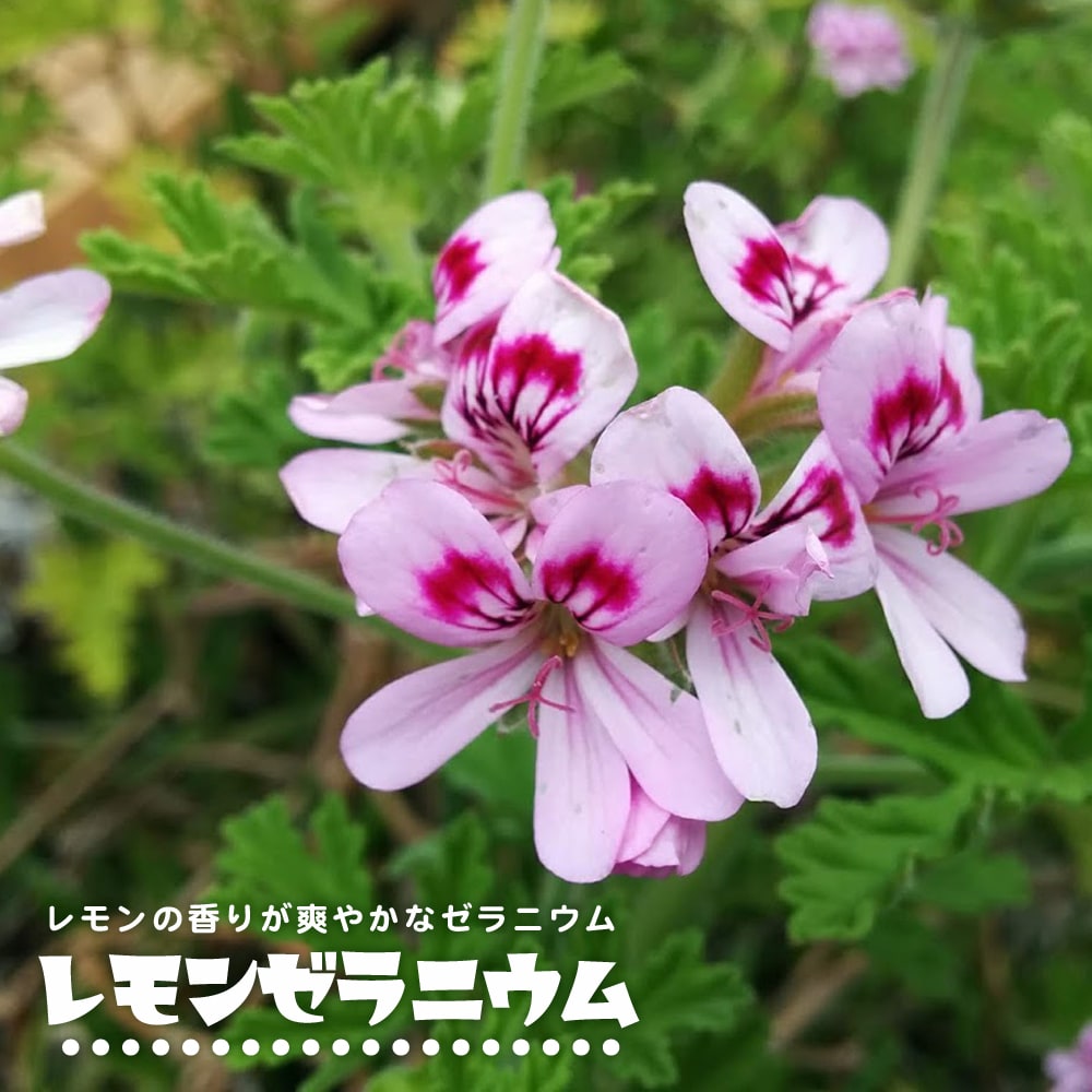 ハイクオリティ 草花の苗 ゼラニウム：斑入りピンク3号ポット