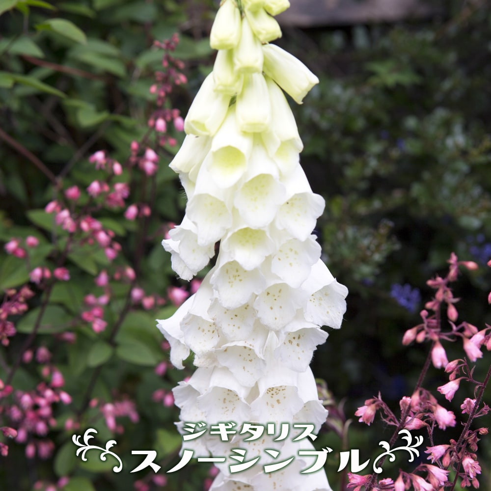 ジギタリス ポット苗