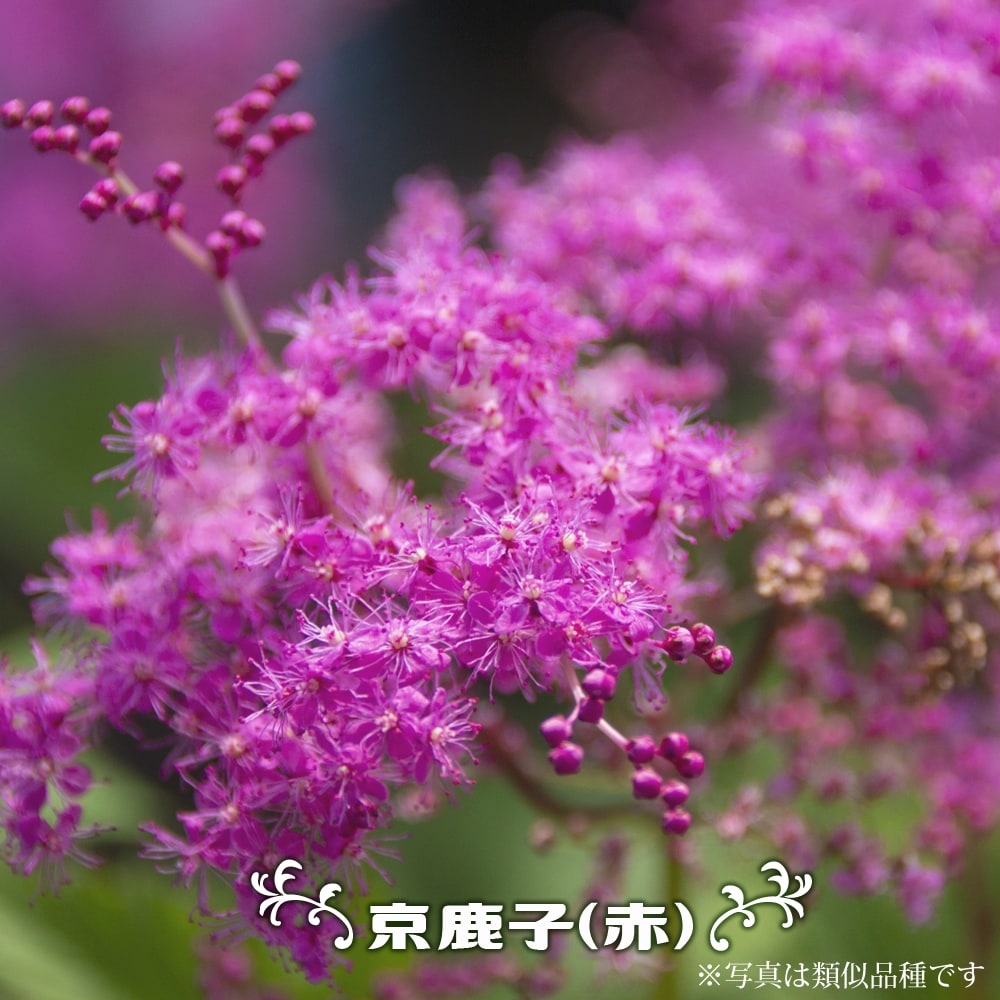 楽天市場 京鹿の子 赤花種 袋詰め宿根草 1株入 植え付け時期3月下旬まで 予約販売 11月下旬頃発送予定 苗木部 ｂｙ 花 ひろばオンライン