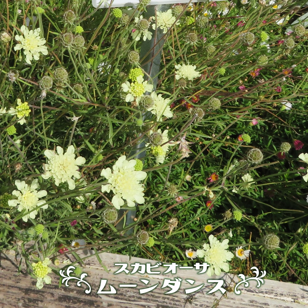 ☎要問合せ 正規大苗 希少　ゴールドメダル 黄花くちなし 八重 苗　B１ ☎要問合せ 正規大苗 希少 ゴールドメダル 黄花くちなし 八重 苗 B1