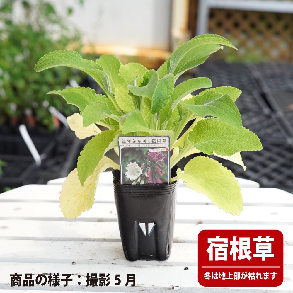 楽天市場】【ヒトリシズカ】 3号ポット苗 【予約販売】4～5月頃入荷