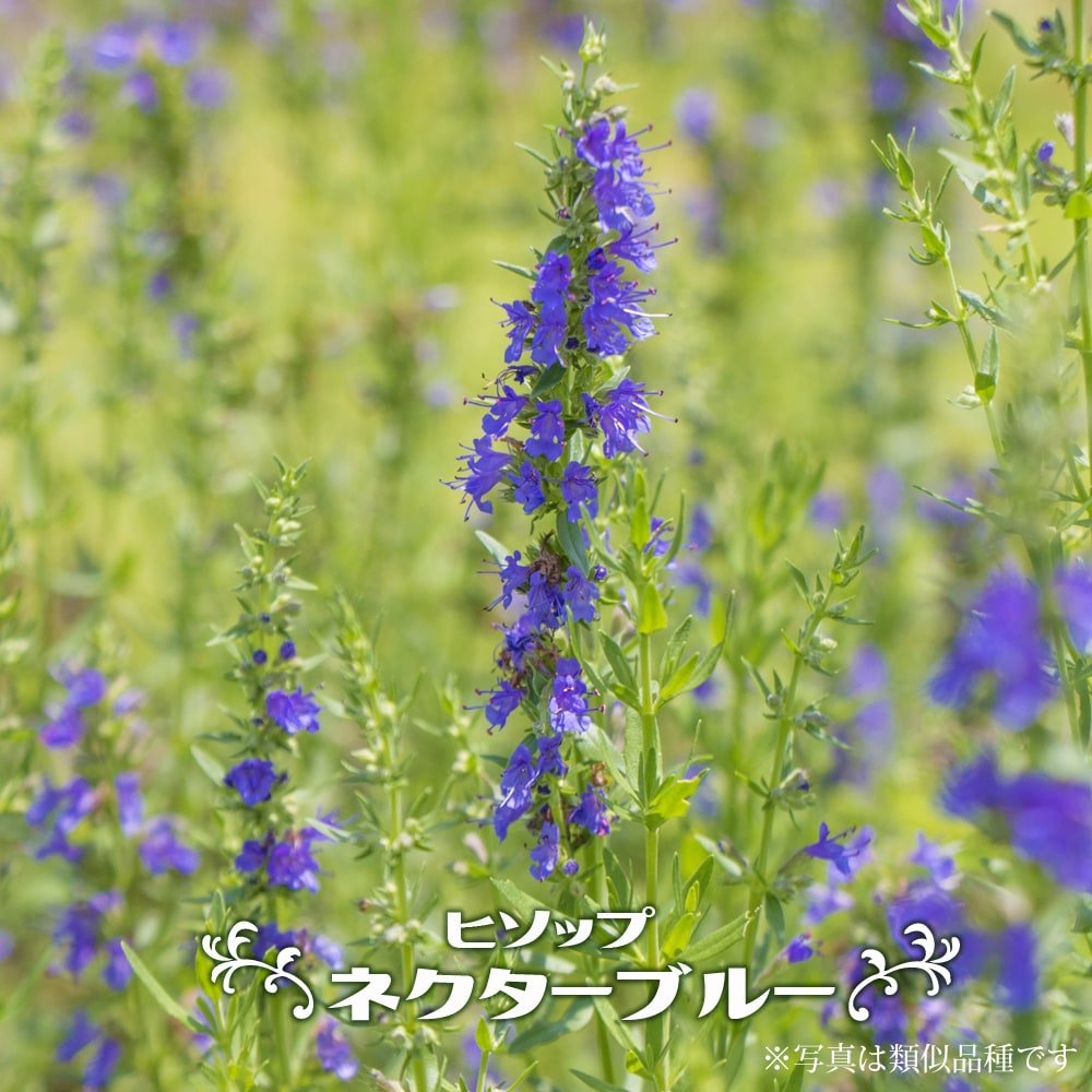 楽天市場 ヒソップ ネクターブルー 3号ポット苗 ハーブ 苗 苗木部 ｂｙ 花ひろばオンライン
