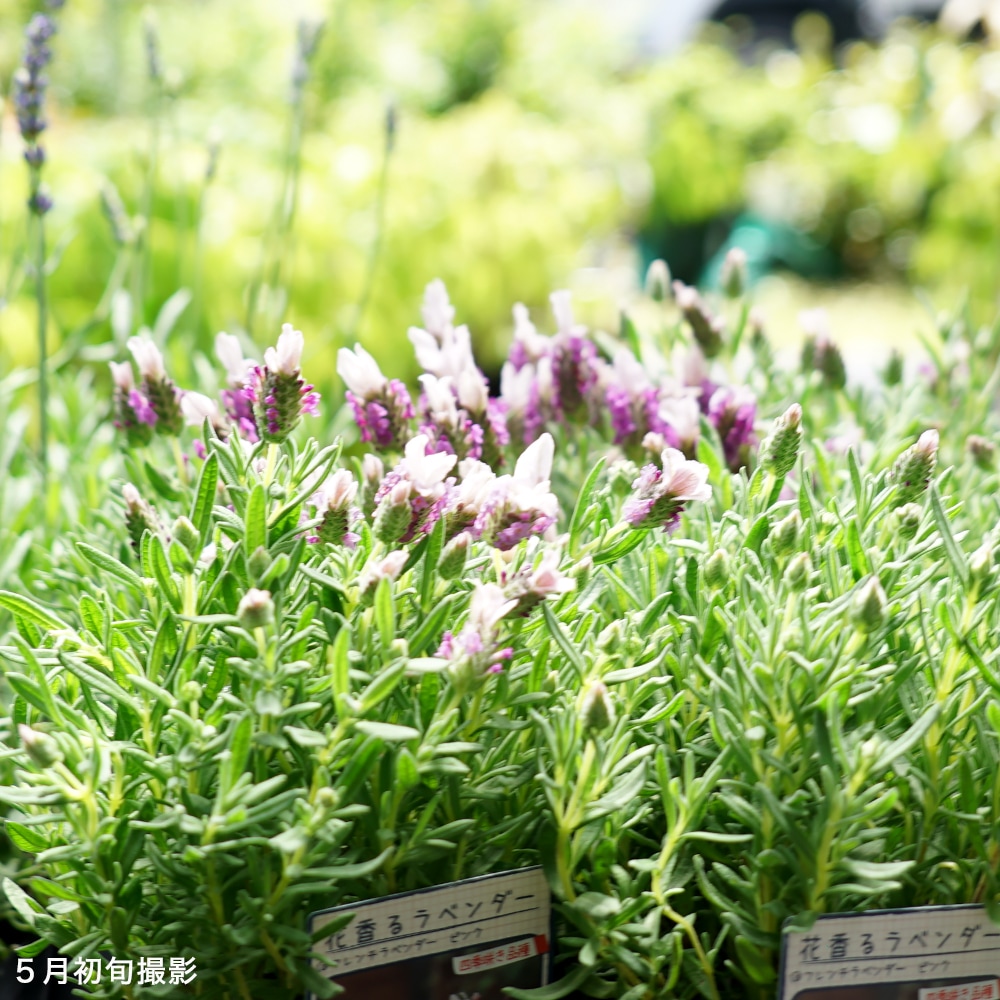 楽天市場】【ラバンドゥラ属】イングリッシュ系ラベンダーブルーセント