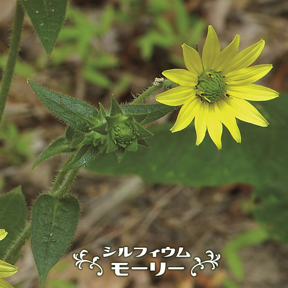 楽天市場】【選べる現品発送】ダシリリオン クアドラングラツム 7号