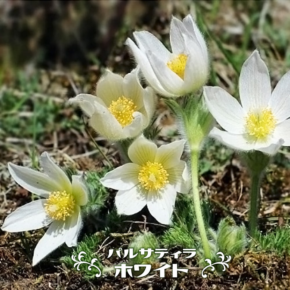 パルサティラ （ 西洋オキナグサ ） ホワイト ポット苗 宿根草 苗 多年草 耐寒性 グランドカバー 苗木部 ｂｙ 花ひろばオンライン