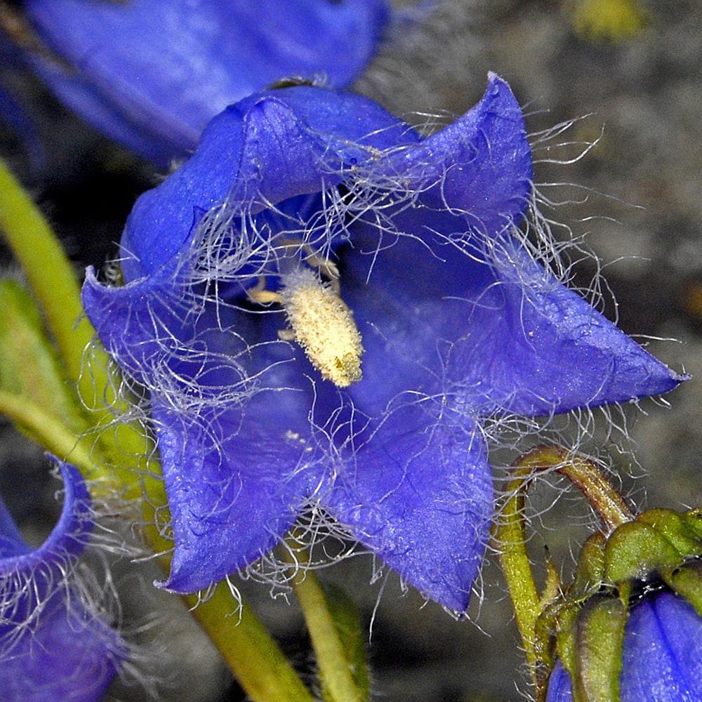 楽天市場 カンパニュラ バルバータ 3号ポット苗 予約販売10月中旬頃入荷予定 苗木部 ｂｙ 花ひろばオンライン