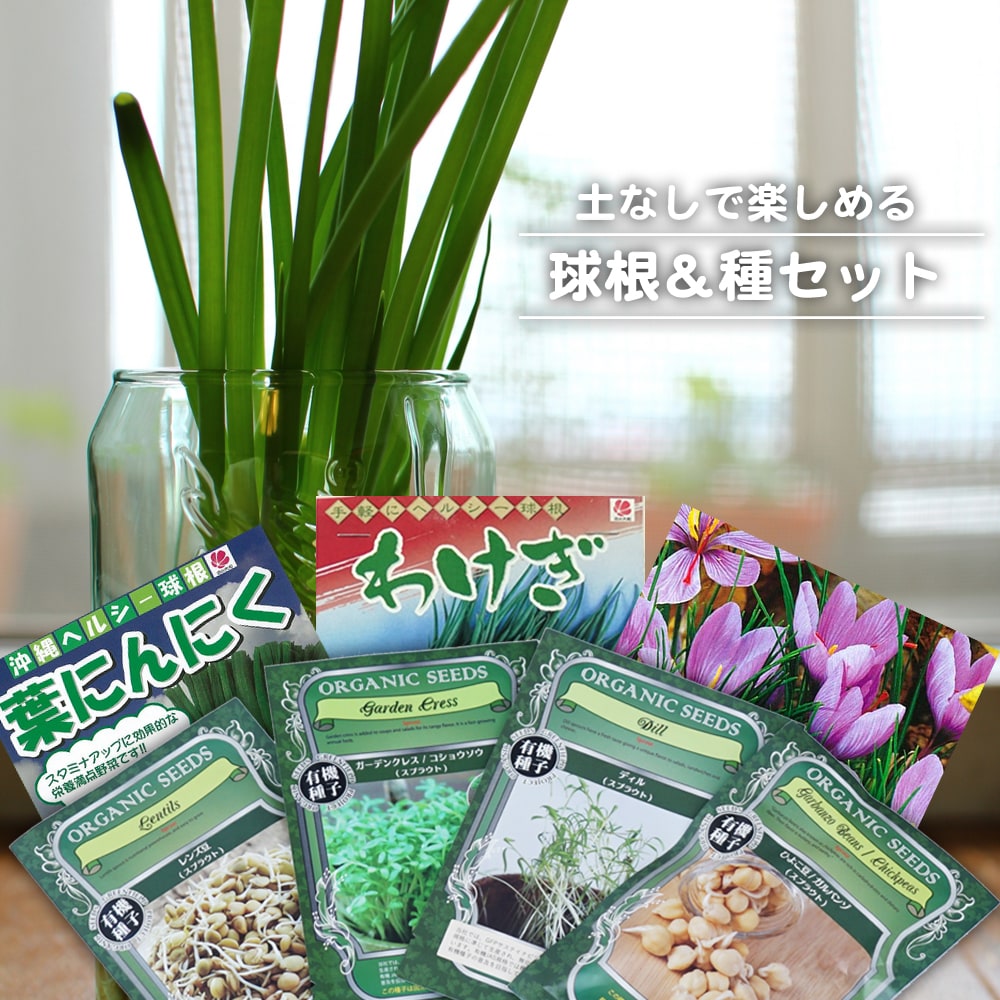 楽天市場 土なしでも育てられる野菜の球根 種セット 苗木部 ｂｙ 花ひろばオンライン