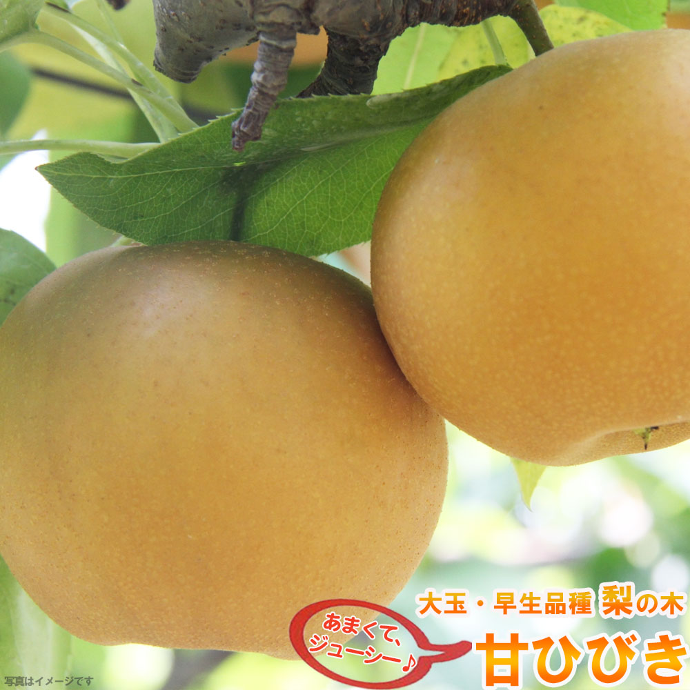 楽天市場】梨 苗木 【甘ひびき】 1年生 接木苗 登録品種・品種