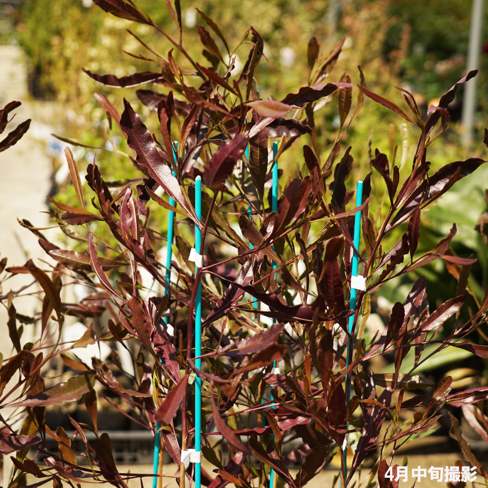 楽天市場 ポップブッシュ ドドナエア プルプレア ポット苗 常緑樹 カラーリーフ 庭木 低木 苗木部 ｂｙ 花ひろばオンライン