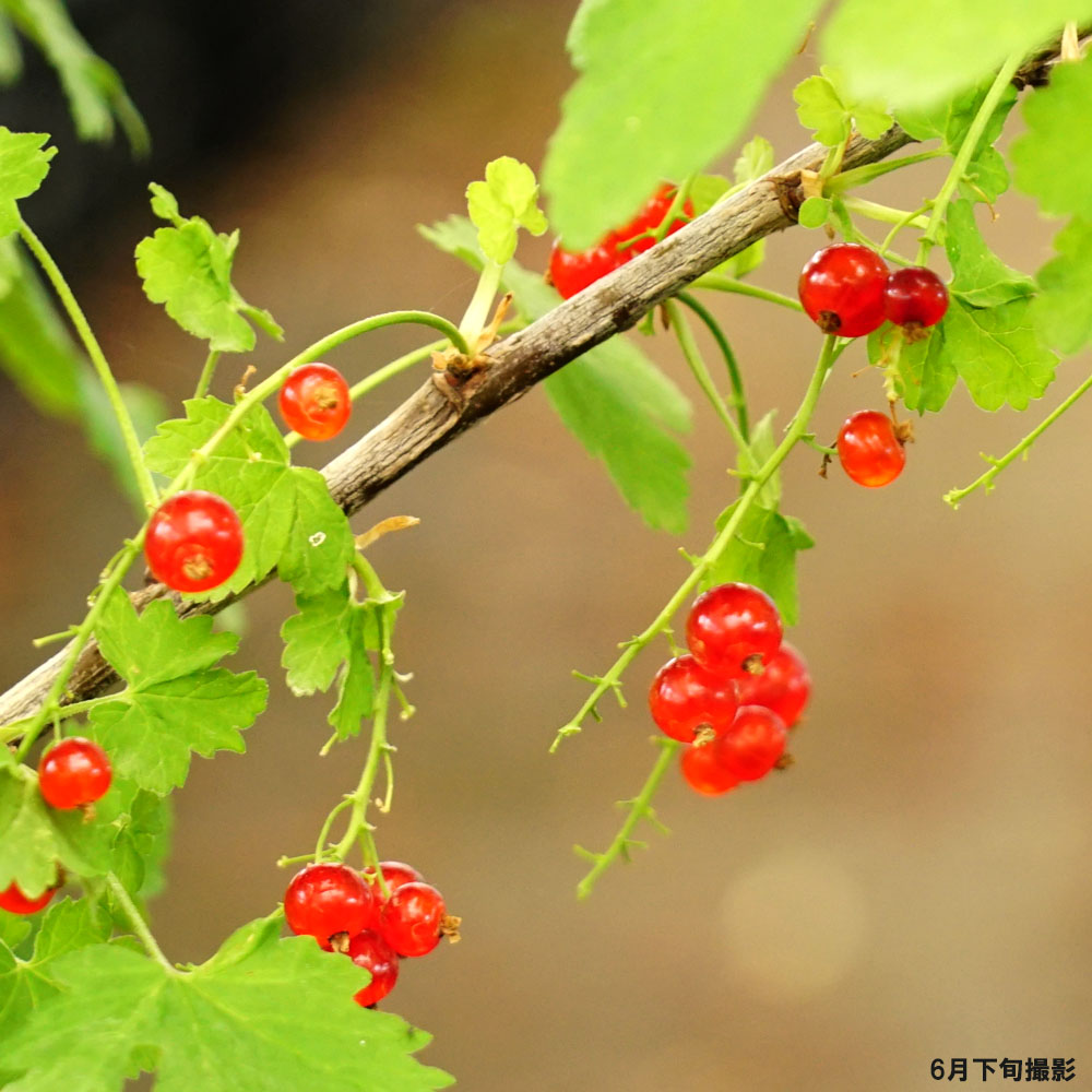 楽天市場 レッドカーラント フサスグリ ポット苗 果樹苗木 果樹苗 苗木部 ｂｙ 花ひろばオンライン