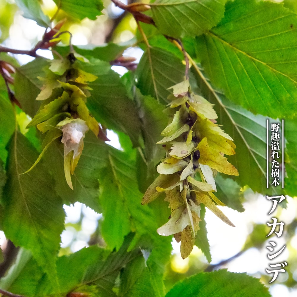 楽天市場】アズキナシ 3.5号ポット苗 【里の木シリーズ】 : 苗木部