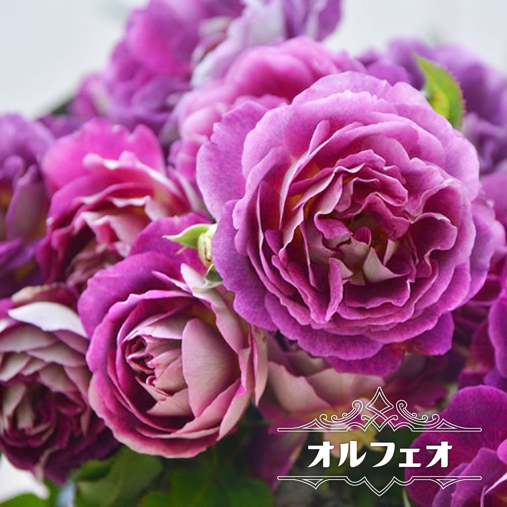 四季咲き半つるバラ 2年生大苗 登録品種