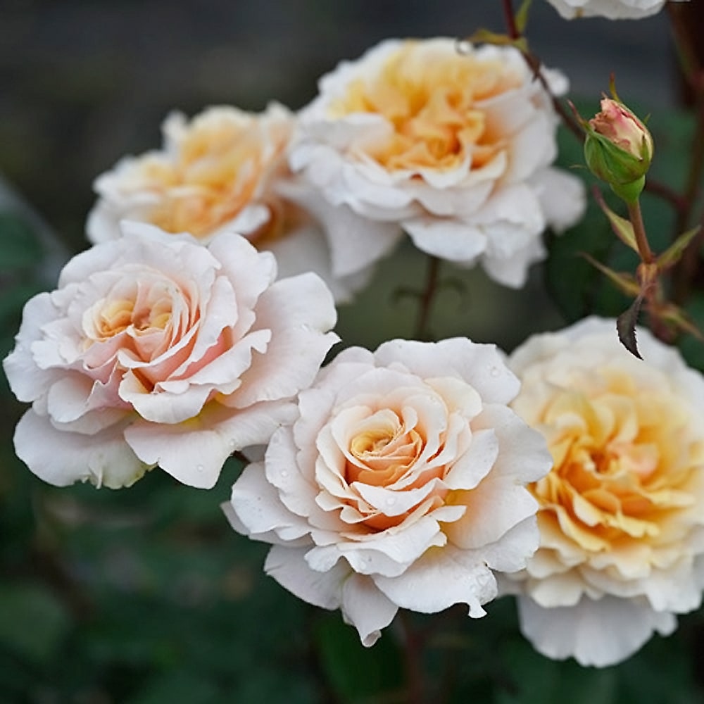 四季咲きバラ苗 2年生大苗 登録品種