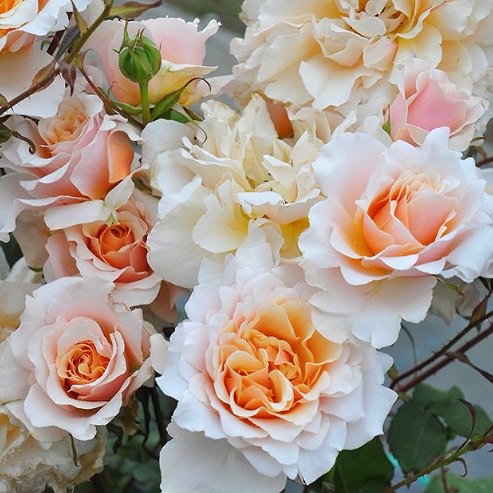 四季咲きバラ苗 2年生大苗 登録品種