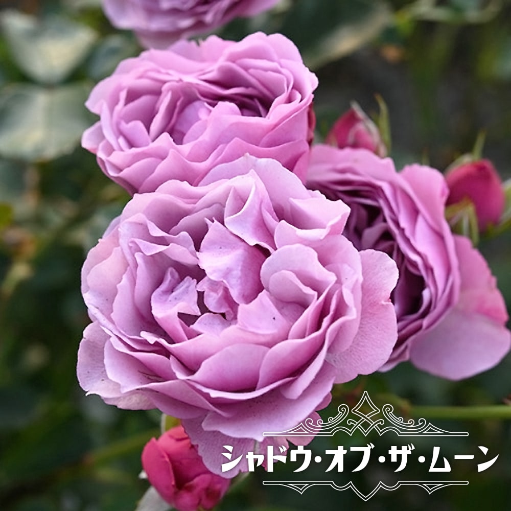 楽天市場】四季咲き強香バラ苗 【ブルームーン】 1年生新苗 3.5