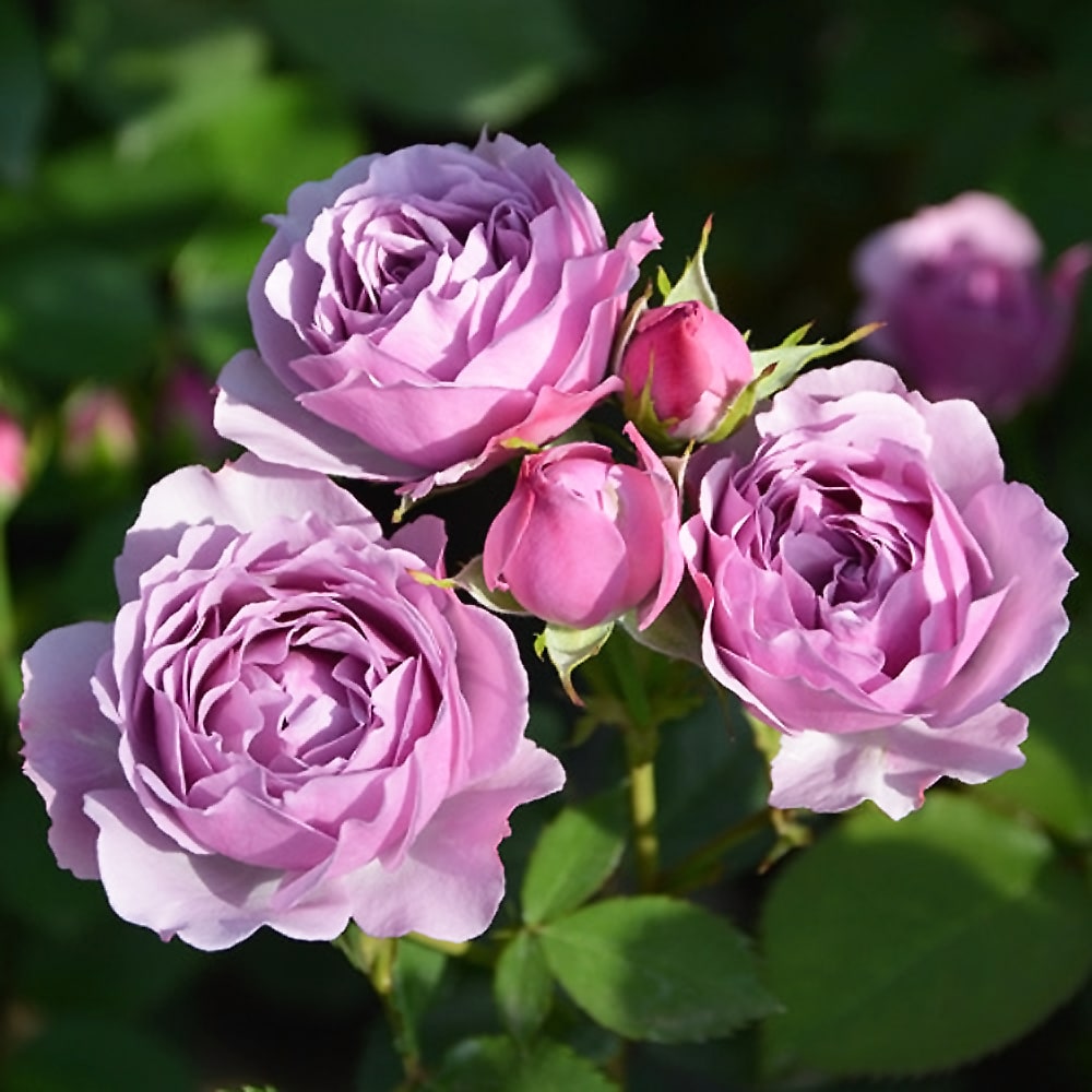 コリンクレイヴン バラ苗 バラ 薔薇 苗木 ロサオリエンティス 新作苗 紫のバラ