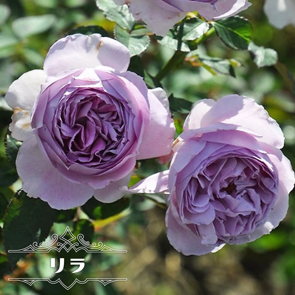 楽天市場】バラ苗 【ロアルドダール】 6号ポット 2年生大苗 登録