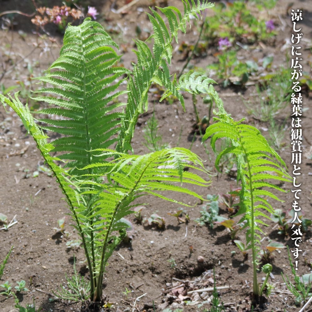 楽天市場 山菜 コゴミ クサソテツ 3 5号ポット苗 健康山菜 苗木部 ｂｙ 花ひろばオンライン