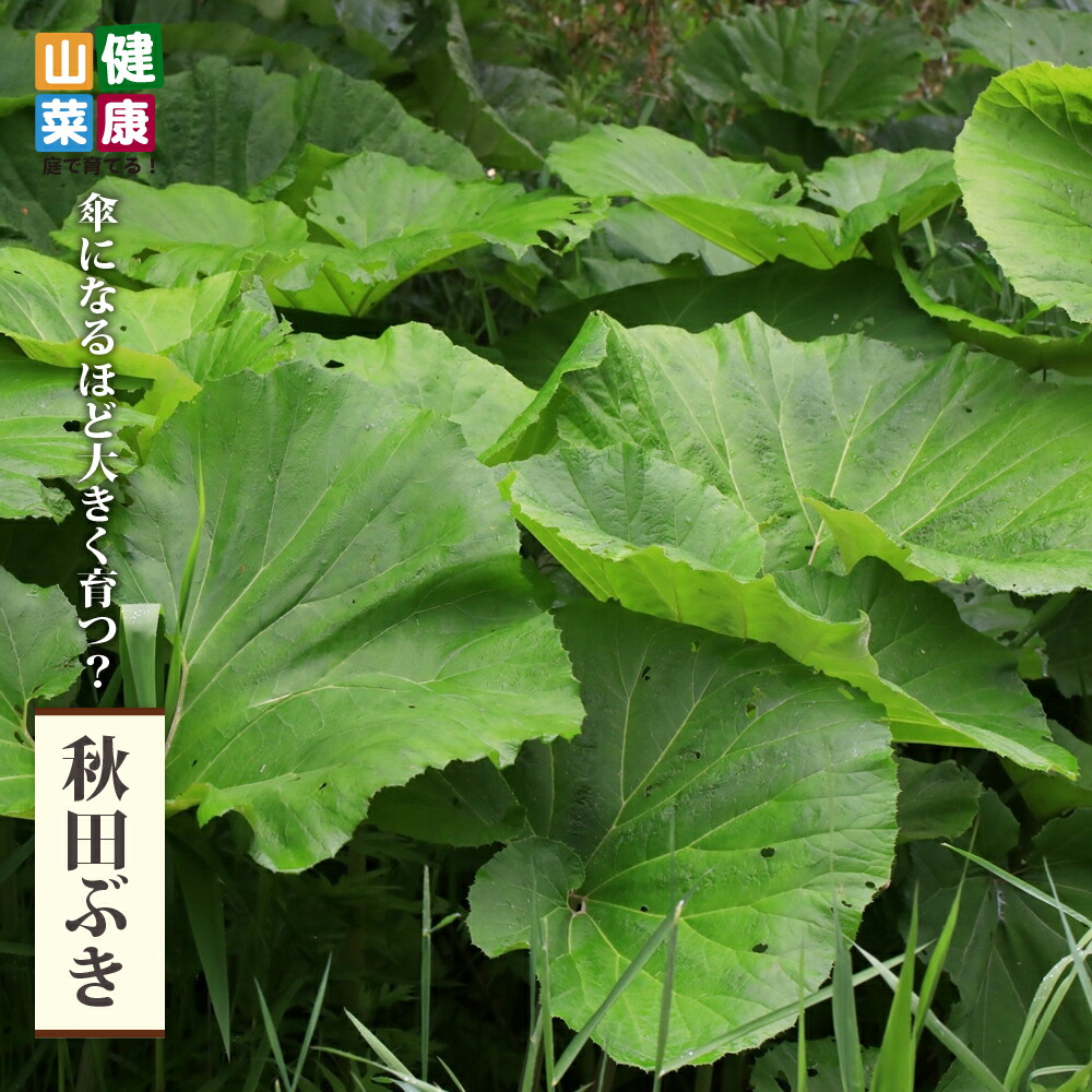 わらび苗(紀伊山地)15本 - メルカリ