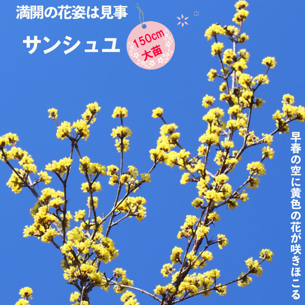 楽天市場 サンシュユ 根巻き大苗 庭木 落葉樹 シンボルツリー 西濃運輸お届け 北海道 沖縄 離島不可 苗木部 ｂｙ 花ひろばオンライン