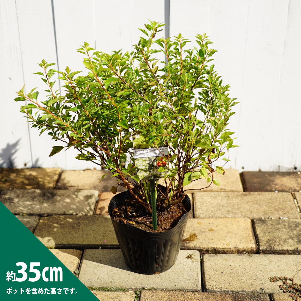 楽天市場 テマリシモツケ ラズベリーレモネード ポット苗 庭木 落葉樹 グランドカバー 低木 苗木部 ｂｙ 花ひろばオンライン