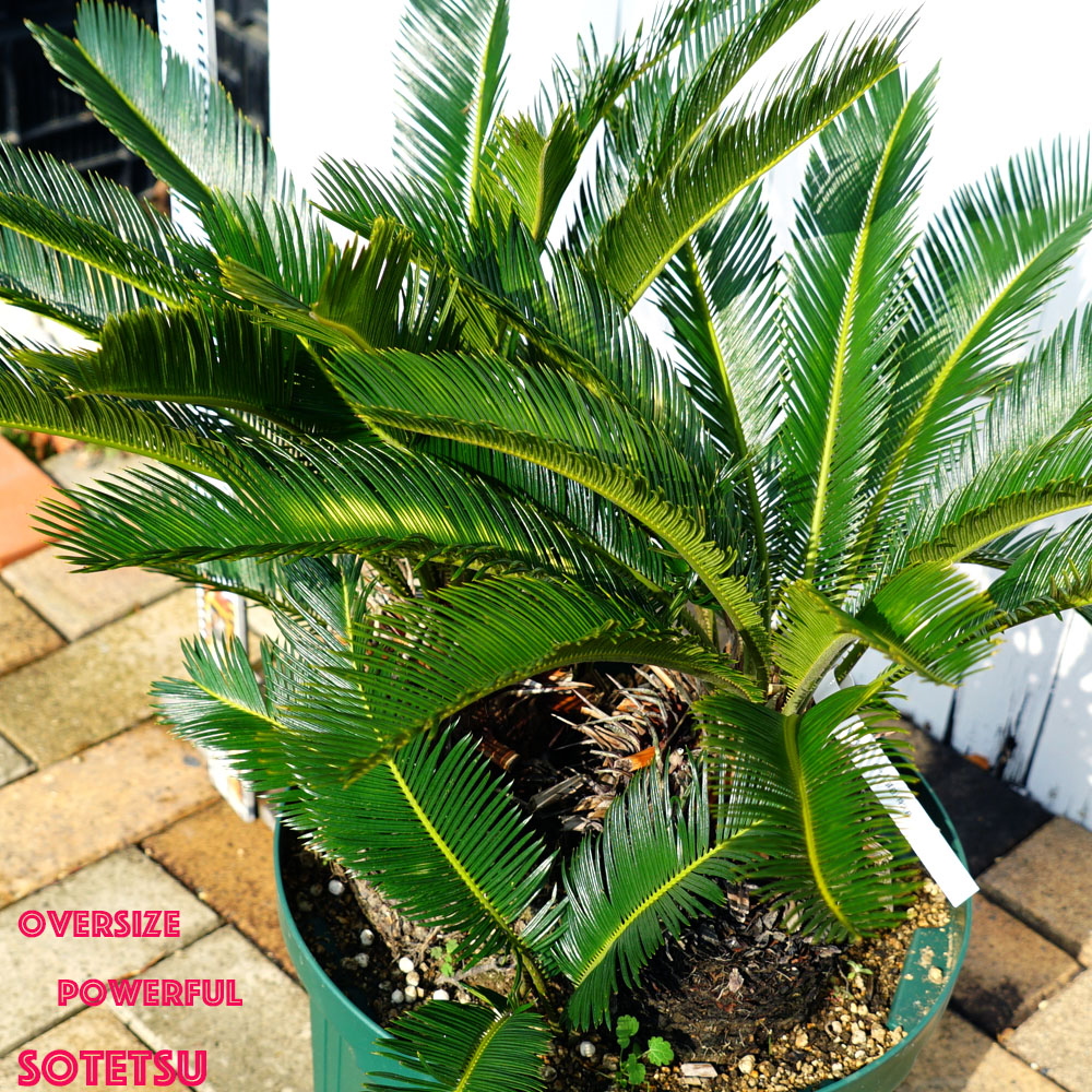 現品 掘り出し物 蘇鉄 常緑樹 ソテツ 特大サイズ 蘇鉄 2 スリット鉢植え 観葉植物 観葉植物 庭木 常緑樹 西濃運輸お届け 北海道 沖縄 離島不可 苗木部 ｂｙ 花ひろばオンライン現品1点物 特大ソテツ 掘り出し物の立派な蘇鉄