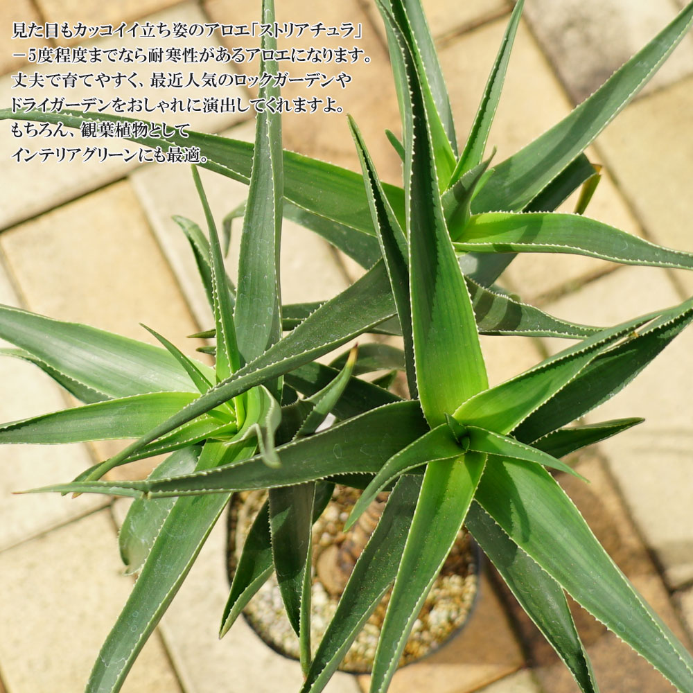 楽天市場 観葉植物に ストリアチュラ アロエの仲間 フレグラーポット大苗 鉢植え 受け皿付き インテリアプランツ 多肉植物 贈り物 苗木部 ｂｙ 花ひろばオンライン