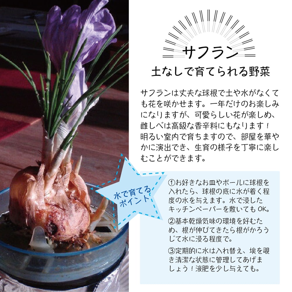 楽天市場 土なしでも育てられる野菜の球根 種セット 苗木部 ｂｙ 花ひろばオンライン