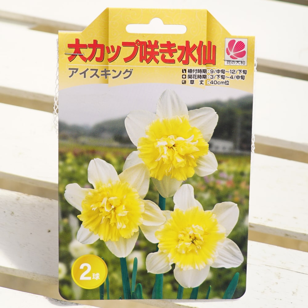 水仙球根 2球 2個 イエロー 黄色 八重咲き フリフリ ひらひら 新発売】 水仙球根 2球 2個 イエロー 黄色 八重咲き フリフリ