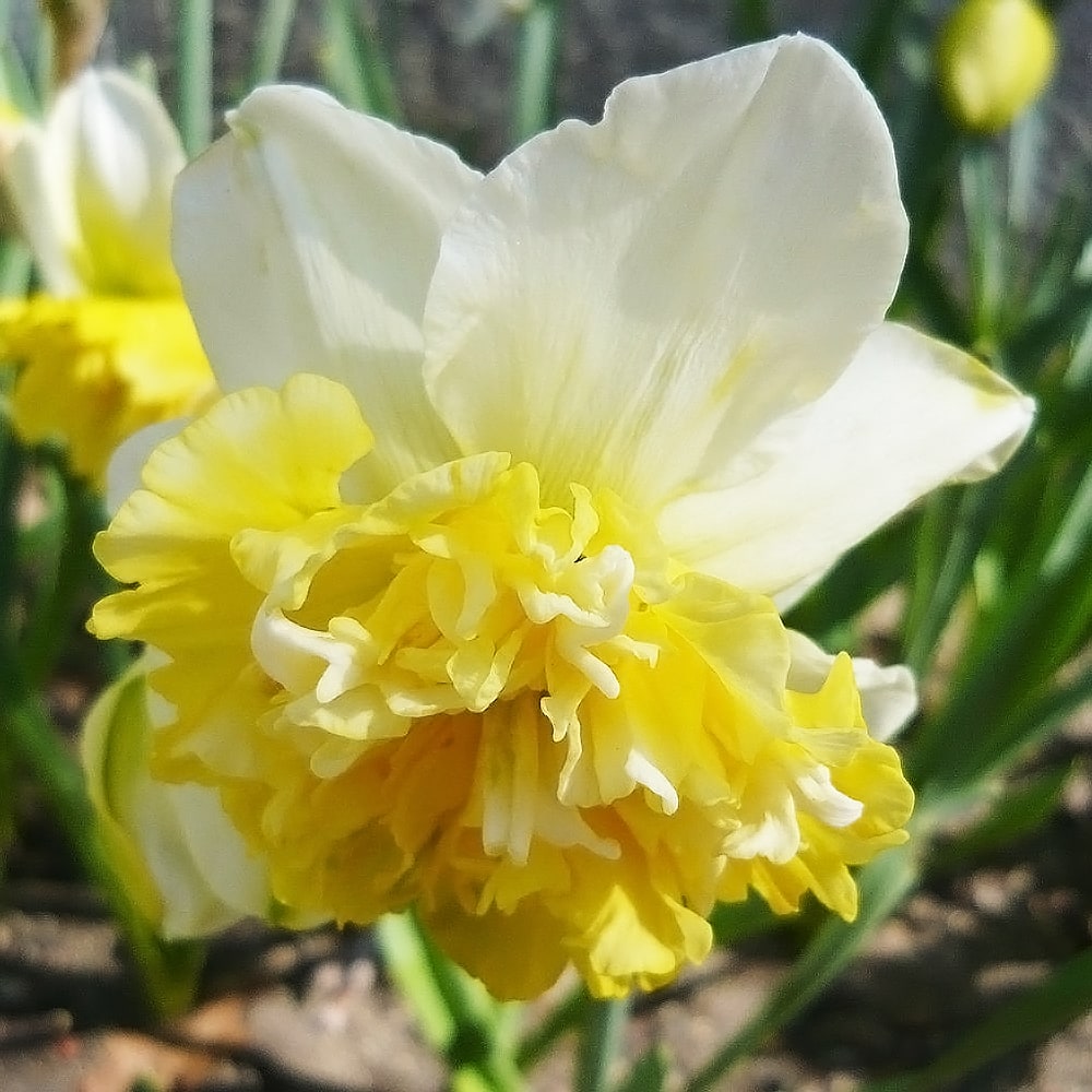 大カップ咲き水仙 球根 植え付け時期9月中旬 12月下旬 2球入 大カップ咲き水仙 球根 植え付け時期9月中旬 12月下旬 2球入